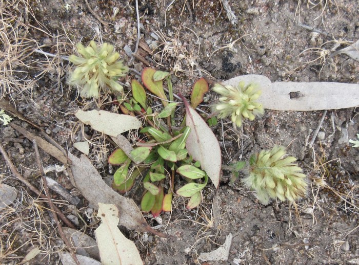 Ptiolotus spathulatus Pussy tails